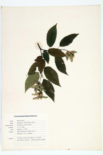 Blue Beech; Ironwood; Muscle Mood specimen