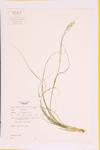 Poverty Oat Grass; Common Wild Oat Grass specimen