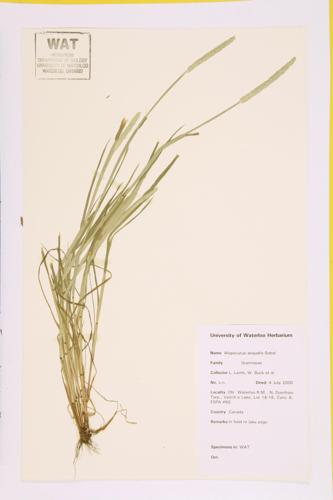 Short-awn Foxtail specimen