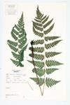 Clinton's Wood Fern; Clinton's Fern  specimen