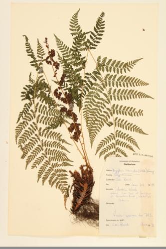 Evergreen Wood Fern; American Shield Fern; Intermediate Wood Fern specimen