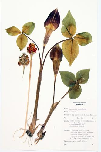 Wingless Alexanders; Heart-leaved Alexanders specimen