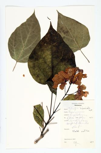 Common Catalpa specimen