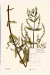 Sessile Water-speedwell specimen