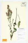 Arrow-leaved Aster; White Arrowleaf Aster specimen