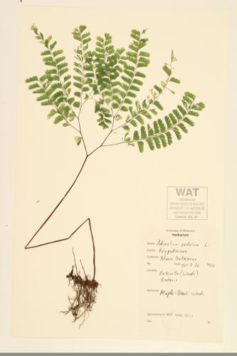 Northern Maidenhair Fern; Maidenhair Fern; Five-Finger Fern specimen