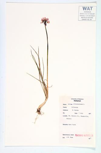 Chives specimen