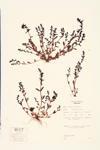 Neckweed; Purslane Speedwell specimen