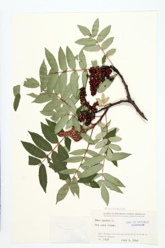 Smooth Sumac; Scarlet Sumac  specimen