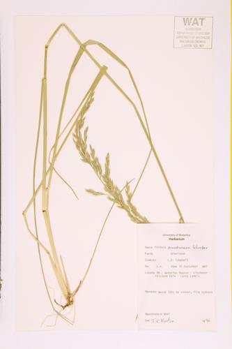 Tall Fescue specimen