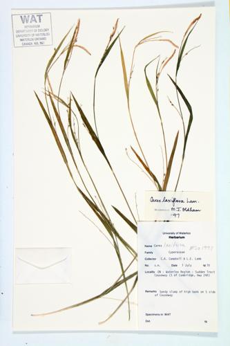 Loose-flowered Sedge; Beech Wood Sedge; Broad Looseflower Sedge specimen