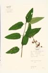 Lance-leaved Figwort  specimen