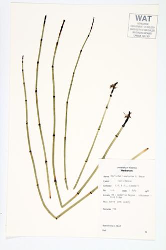 Smooth Scouring-rush specimen