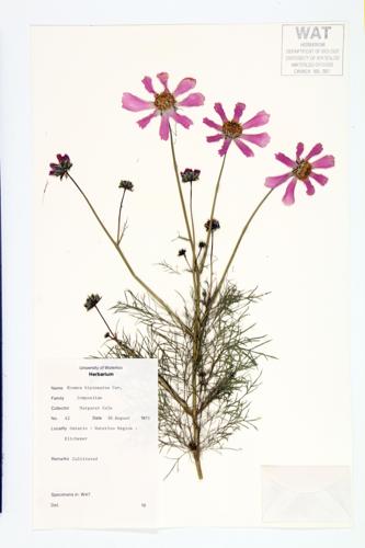 Garden Cosmos; Spanish Needles; Black Cosmos  specimen