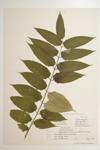 Ailanthus; Chinese Sumac; Tree-of-heaven  specimen