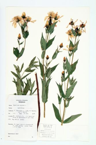 Great St. John's-wort specimen