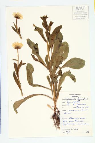 Pot-marigold specimen