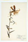 Tiger Lily; Lance-leaved Lily specimen