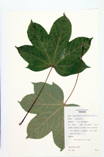 castor-aralia specimen