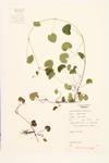 American Marsh-pennywort; Marsh-pennywort  specimen