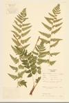 Boott's Shield Fern; Wood Fern specimen