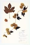 Hop; Common Hop specimen