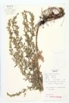 Absinthium; Abysinth; Common Wormwood specimen