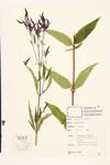 Swamp Verbena; False Vervain; Blue Vervain  specimen