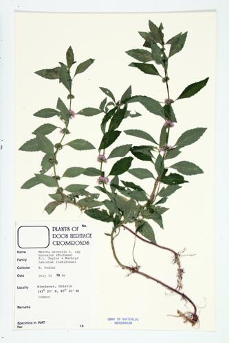 Wild Mint specimen