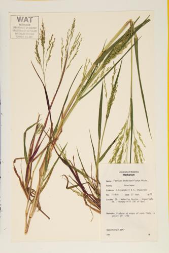 Fall Panicgrass specimen