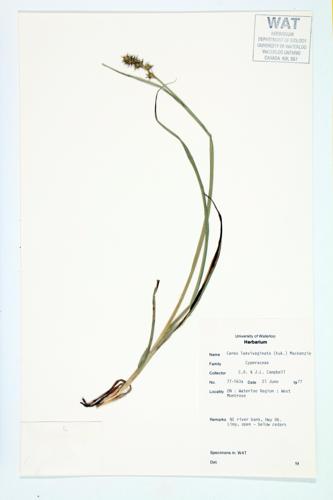 Smooth-sheathed Sedge specimen