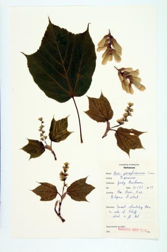 Striped Maple; Moose Maple specimen