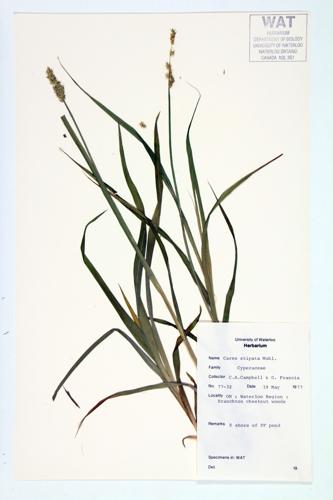 Awl-fruited Sedge; Stipitate Sedge  specimen