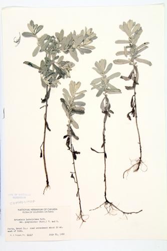 Western Mugwort; Dark-leaved Mugwort; White Sagebrush specimen