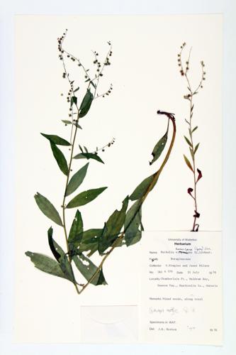 Spurred gentian; Spurred stickweed specimen