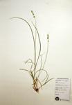 Rosy Sedge specimen