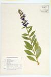 Great Lobelia; Blue Cardinal-flower specimen