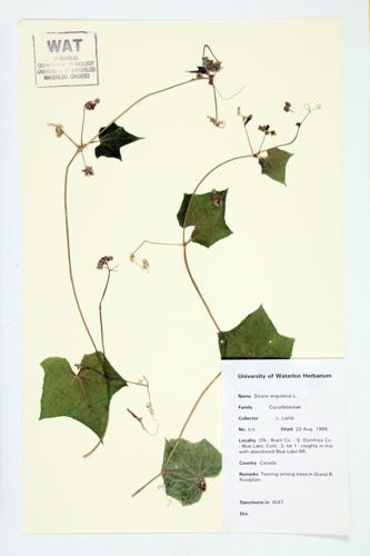 Angled Bur-Cucumber; One-seeded Bur-cucumber  specimen