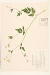 Knotted Hedge Parsley;  Japanese Hedge Parsley; Erect Hedge Parsley specimen