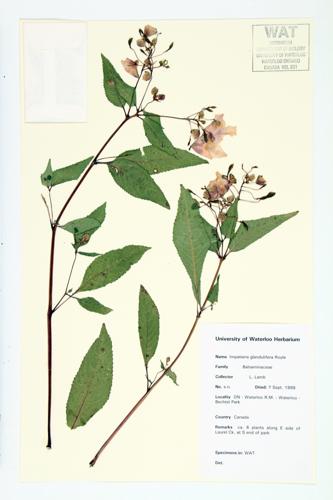 Indian Balsam; Glandular Touch-me-not specimen