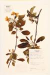 Common Crabapple specimen