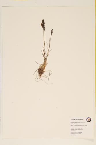 Spiked Trisetum; Narrow False Oats specimen