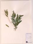 Sage-leaved Willow specimen