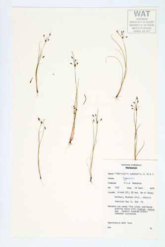 Slender Fimbry; Slender Fimbristylis; Low Fimbristylis specimen