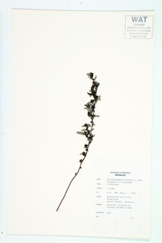 Bicknell's Frostweed; Hairy Pinweed specimen