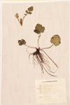 Largeleaf Avens; Large-leaved Avens specimen