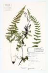 Bulbet Bladder Fern; Bulblet Cystopteris specimen