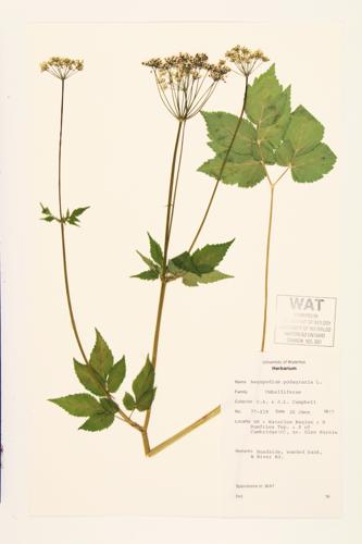 Bishop's Goutweed; Herb-Gerard; Goutweed  specimen