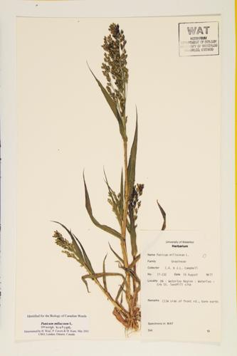 Proso Millet; Millet specimen