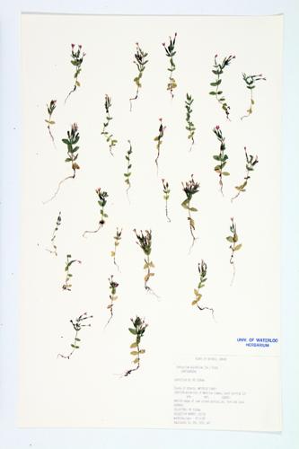 Branched Centaury; Lesser Centaury specimen